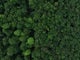 Strauss mit einem Pilotprojekt: Hundertjährige Bäume sollen als Biotopbäume und Kohlenstoffspeicher bewahrt werden. Foto: Engelbert Strauss